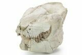 Fossil Oreodont (Leptauchenia) Partial Skull - South Dakota #355967-1